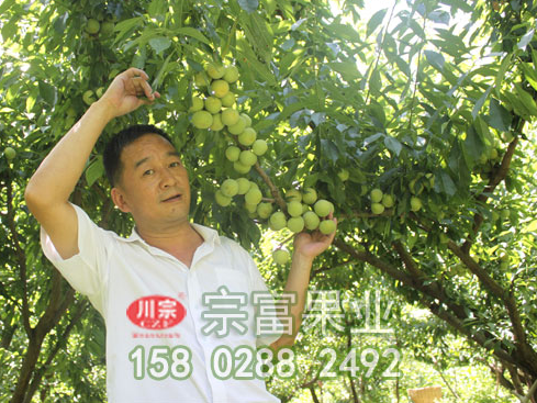 防治李树苗流胶病的四个措施