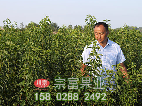 李树苗夏季修剪采用方法有哪些