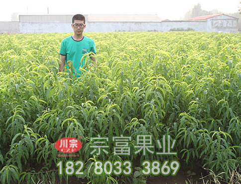 李树苗开花前慎防流胶病