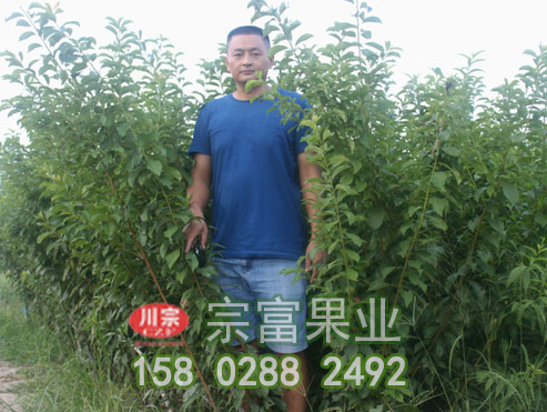李树苗木溃疡病发病规律及防治措施
