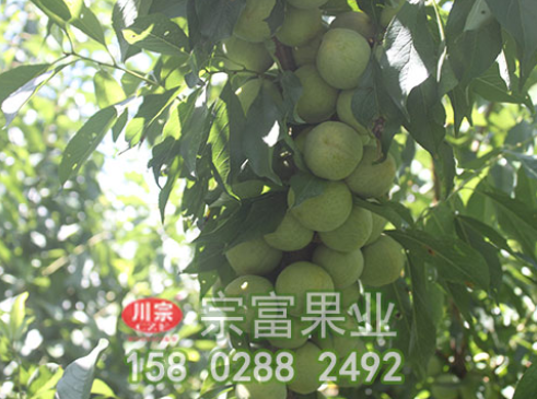 李树苗灰霉病怎样治？
