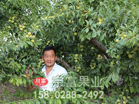 栽培李树苗先了解六个知识点