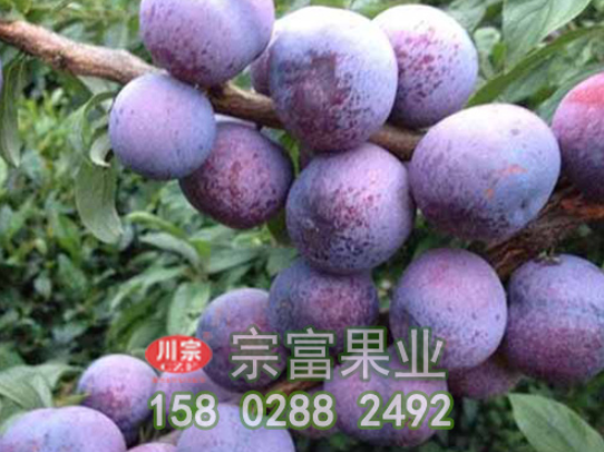 李树苗流胶病的发病规律与综防技术