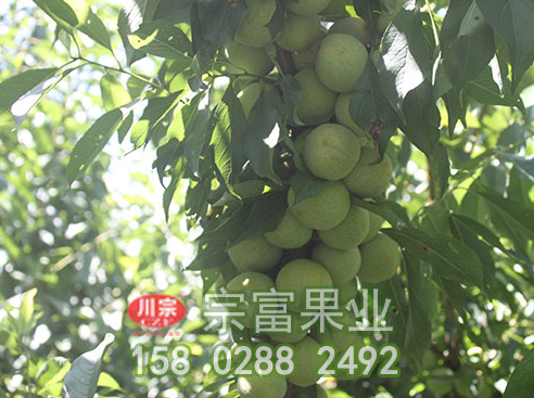 提高李树苗品质有六大措施需谨记