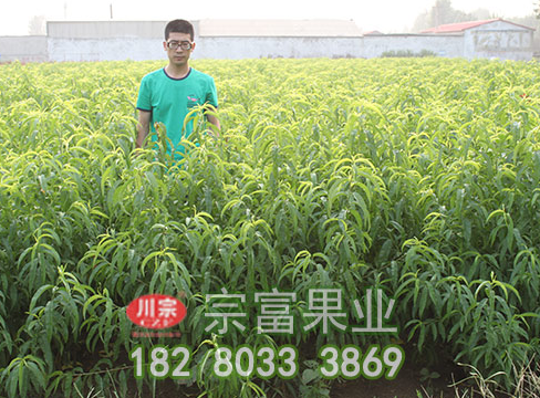 李树苗开花前慎防流胶病
