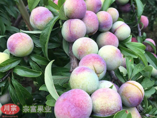 李树苗的施肥管理