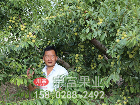 李树苗两个时期的修剪方法