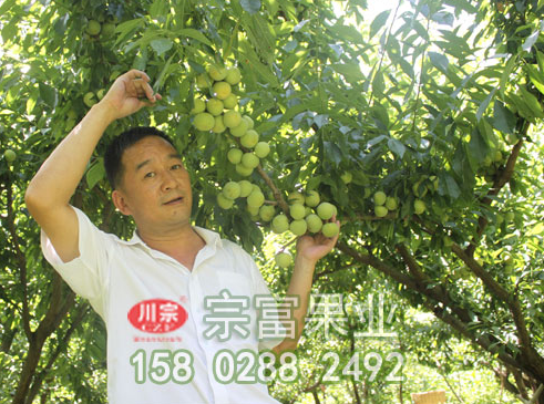 种植李树苗前先了解其营养价值