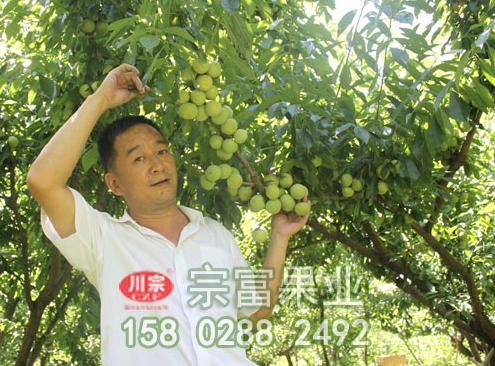 李树苗幼树至结果树的修剪技术