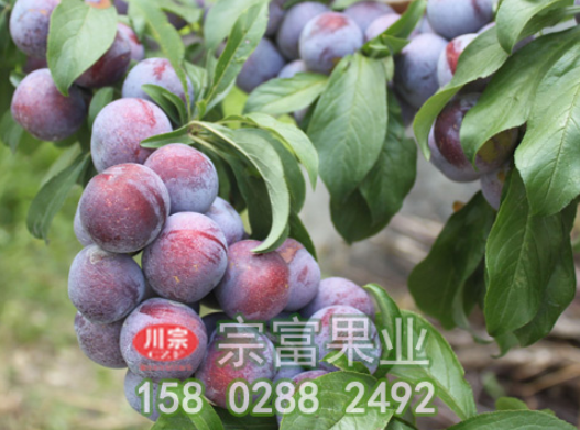 李树苗的常见病虫害防治技巧