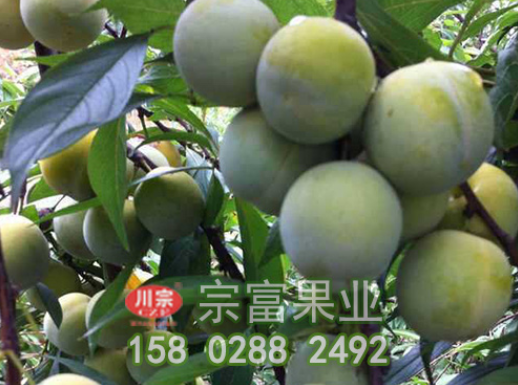 李树苗开花前慎防流胶病