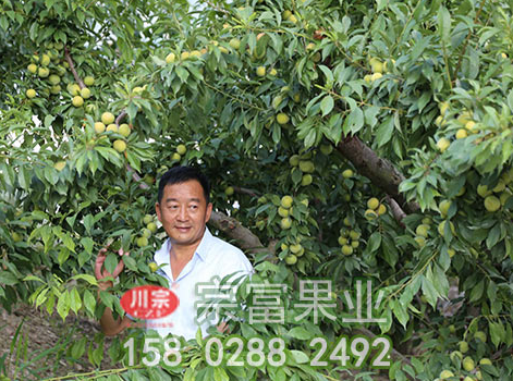 李树苗的三早栽培技术