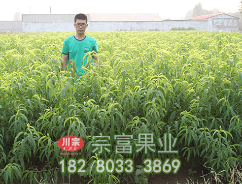 李树苗主要病虫害防治技术