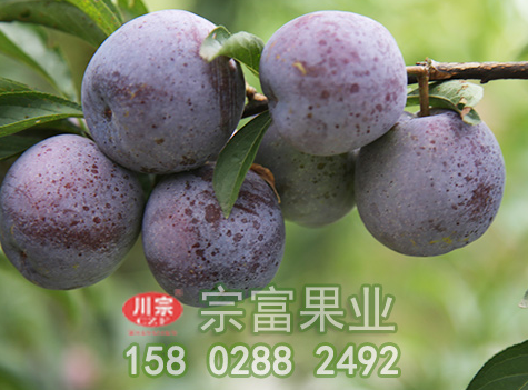 李树苗开花前慎防流胶病