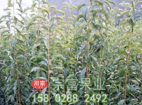 李树苗夏季要怎样管理？