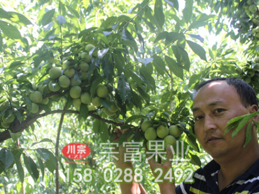 李树苗嫁接的时间及管理方法