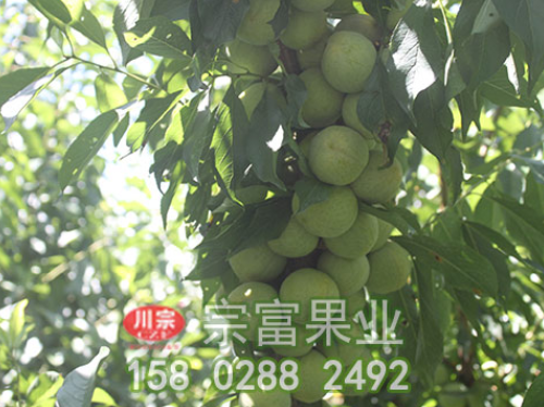 李树苗红蜘蛛的防治