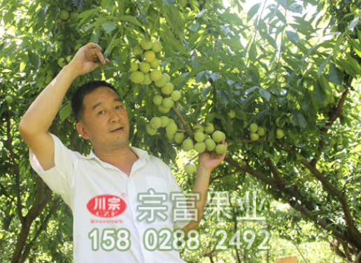 李树苗春栽后的管理知识点