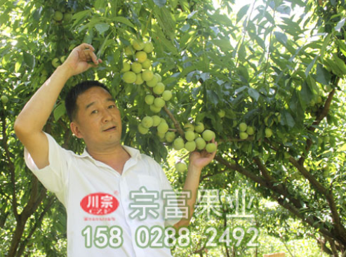 种植李树苗前先了解其营养价值