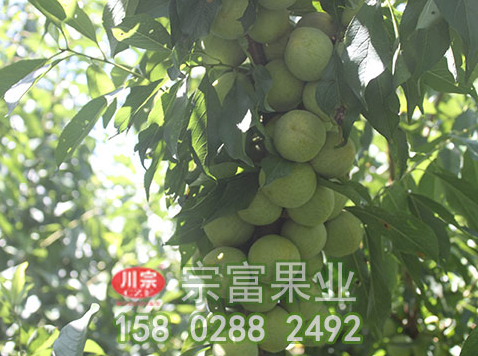 冬春李树苗病虫害的防治