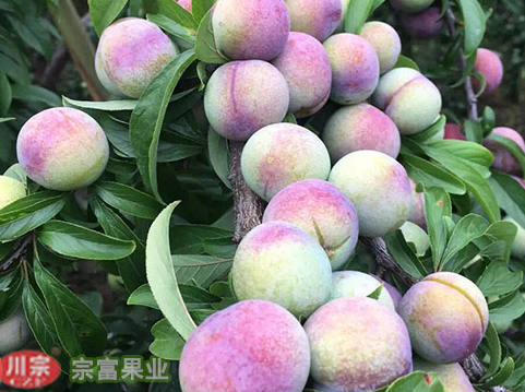 李树苗主要病虫害防治技术