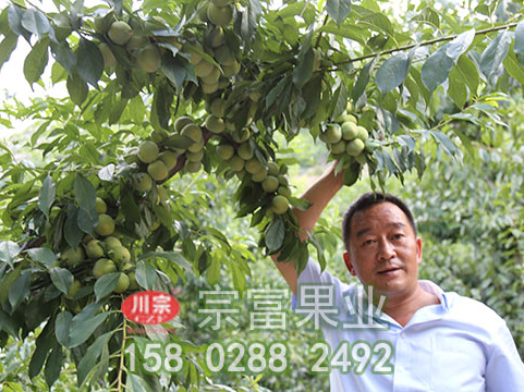 种植李树苗前先了解其营养价值