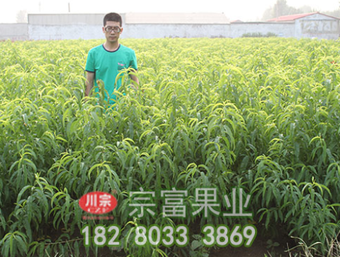 李树苗木溃疡病发病规律及防治措施