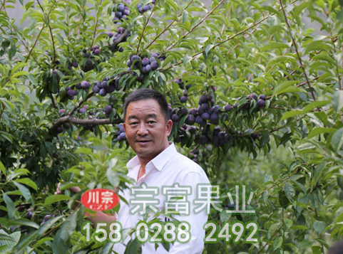 李树苗夏季修剪采用方法有哪些