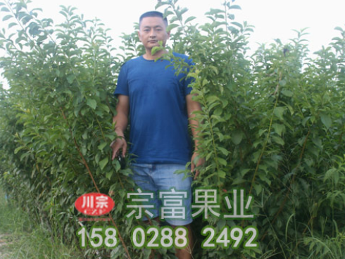 李树苗花芽分辨方施用有机肥料有什么好