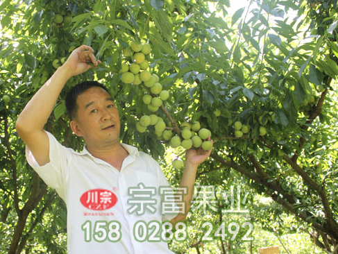 李树苗花芽分辨方式