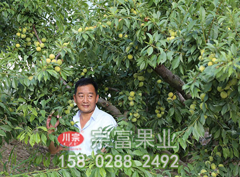 李树苗夏季修剪采用方法有哪些