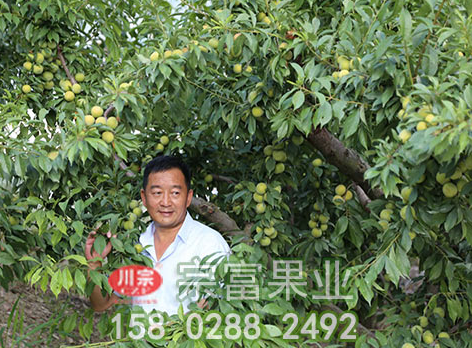 防治李树苗流胶病的四个措施