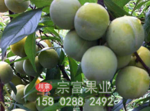 李树苗果园的翻耕技术
