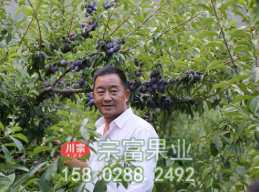 李树苗保花保果管理窍门