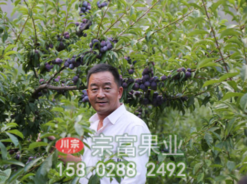 宗富李树苗基地种植时食心虫防治措施