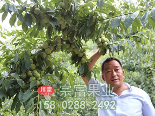 李树苗嫁接的时间及管理方法