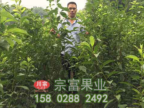 李树苗的保花保果技术