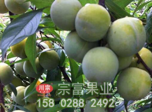 防治李树苗流胶病的四个措施