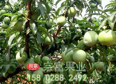 李子苗修剪两项要点须知