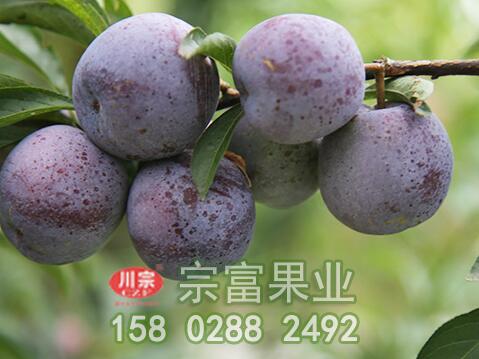 李树苗施肥的佳时间