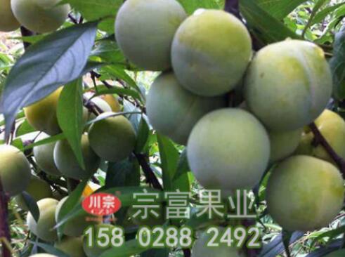 李树苗春栽后的管理知识点