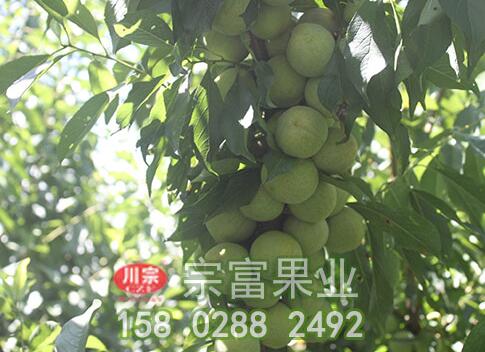 李树苗的营养成分