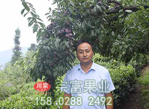 浅谈李子苗夏季怎么修剪