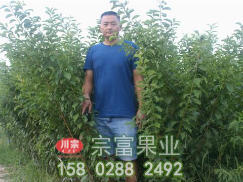 李树苗的特征和栽培注意点