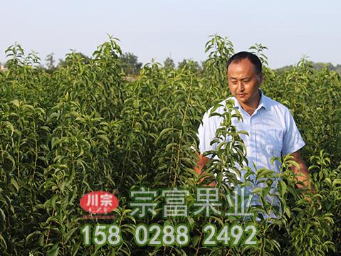 李树苗灰霉病怎样治？