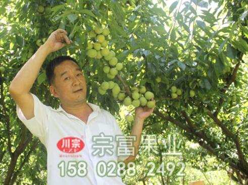 李树苗幼树至结果树的修剪技术