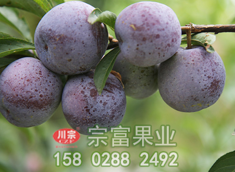 李树苗流胶病的原因及防治措施