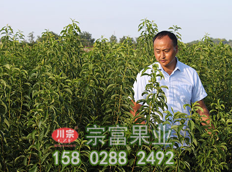 教你李树苗春栽后的管理技巧