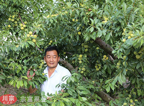 李树苗花芽分辨方施用有机肥料有什么好