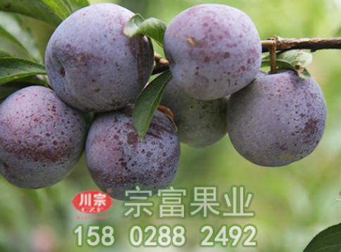 李树苗保花保果管理窍门